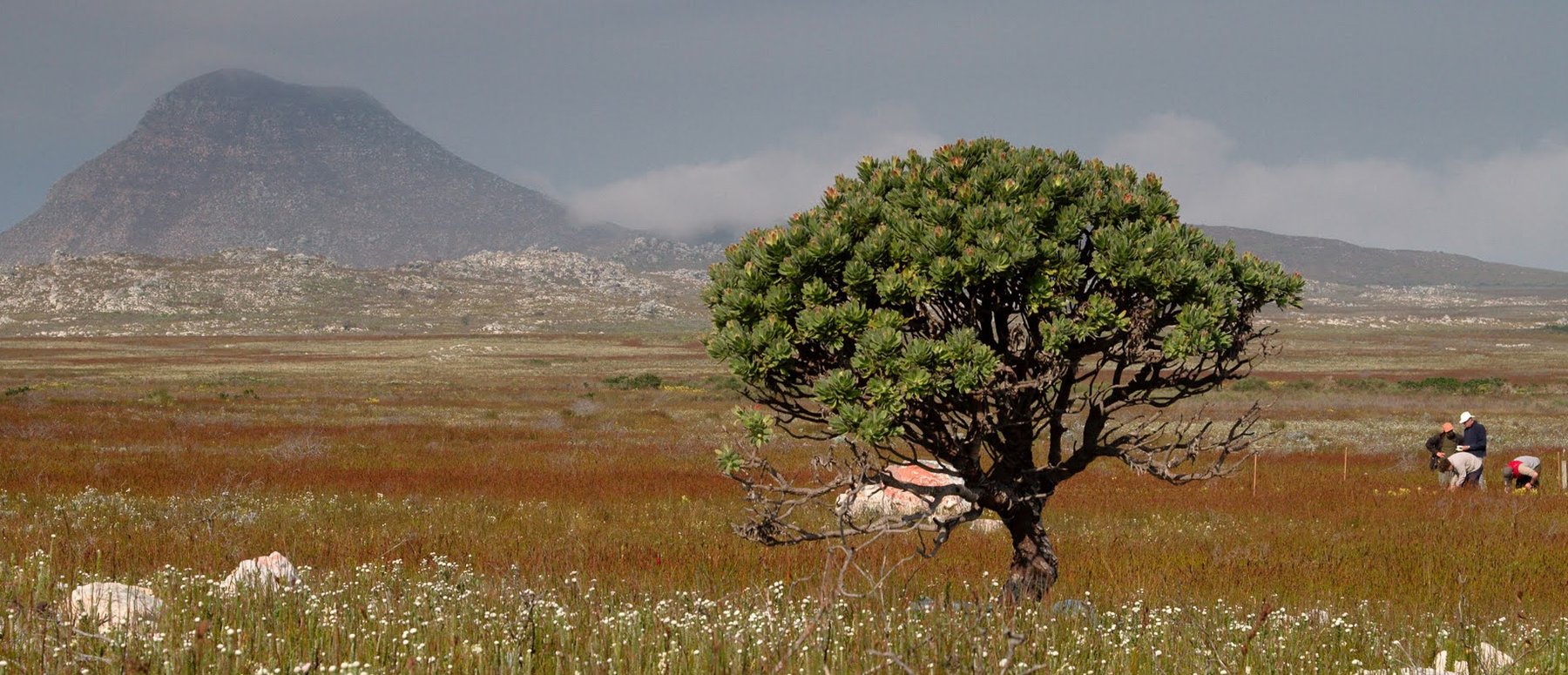 0319　THE SOUTHERN AFRICAN ENVIRONMENT Distribution of the southern African biomes and ecoregions