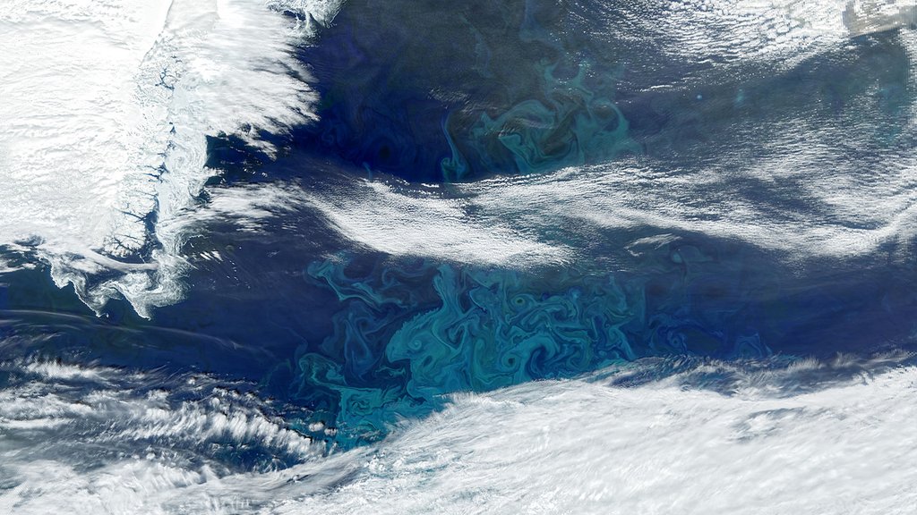 Teal-colored phytoplankton bloom off the Greenland coast in this satellite image