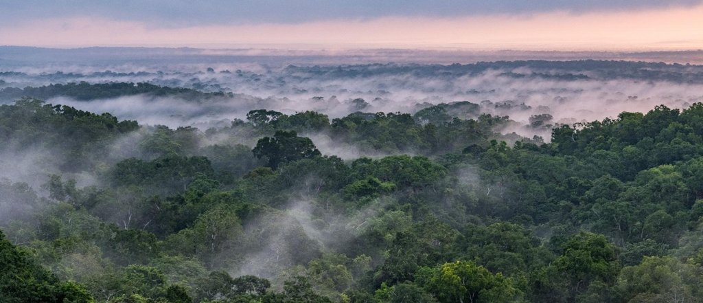 Aerial view of tropical forest treetops shrouded in mist.