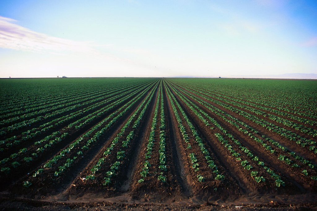 Agriculture field in California, with parallel rows of plants extending to the horizon