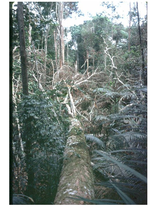 Study Finds Amazon Storm Killed Half a Billion Trees | NASA Jet ...